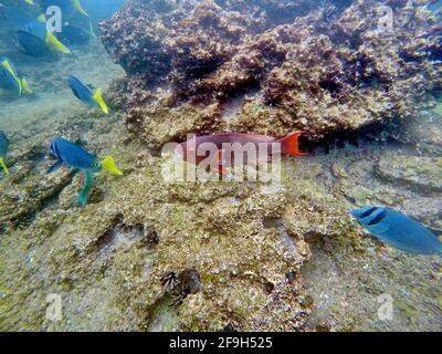 Roter Papageienfisch auf der Insel Rabida, Galapagos, Ecuador Stockfoto