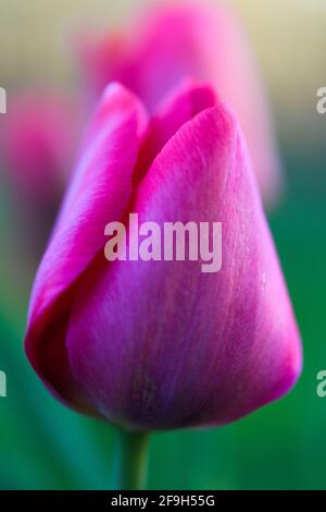 Eine tiefrosa gefärbte Tulpenblume wird vor einem weichen Fokus Hintergrund geschlossen. Auf der Blume befindet sich eine dünne Schärfebene. Stockfoto