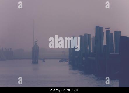 Braune Pelikane und Möwen flüchten während eines Sturms am 8. Februar 2017 in Bayou La Batre, Alabama, in einen geschützten Hafen. Stockfoto