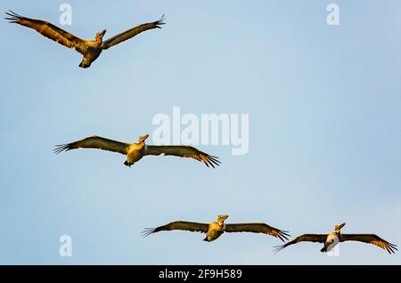 Braune Pelikane fliegen in Formation, 7. Juli 2012, in Bayou La Batre, Alabama. Stockfoto