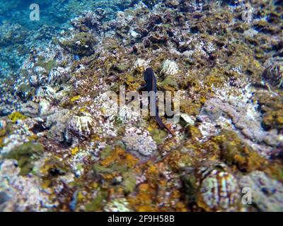 Blenny auf Rabida Island, Galapagos, Ecuador Stockfoto