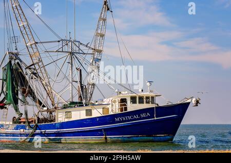 Das „Mystical Sea“-Garnelenboot macht sich auf den Weg nach Hause von einer Garnelenfahrt am 23. November 2012 in Bayou La Batre, Alabama. Stockfoto