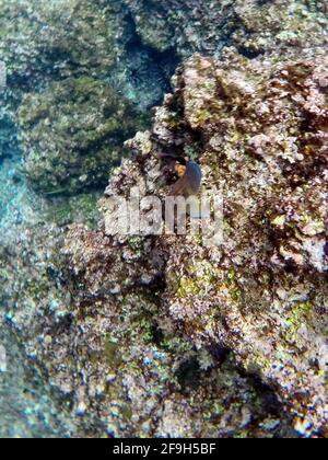 Blenny auf Rabida Island, Galapagos, Ecuador Stockfoto