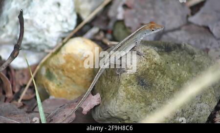 Braune Anole auf einem Felsen im Anne Kolb Nature Center in Fort Lauderdale, Florida, USA Stockfoto