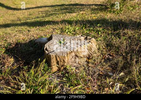 Stumpf auf dem grünen Rasen im Garten. Alten Baumstumpf im Sommerpark. Stockfoto