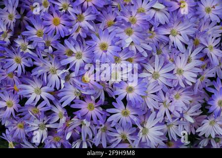 Die hellviolette Farbe der Hybrid-Cineraria blüht „Sunsenegonana“, bekannt unter dem wissenschaftlichen Namen Pericallis Senetti Magic Salmon Stockfoto