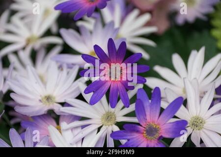 Eine blaue Farbe der Hybrid-Cineraria-Blüten "Sunsenegonana", bekannt mit dem wissenschaftlichen Namen Pericallis Senetti Magic Salmon Stockfoto