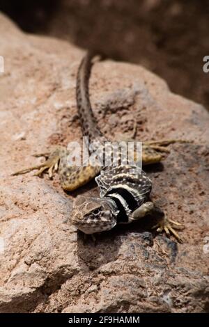 Eine weibliche Great Basin Collared Lizard, Crotaphytus bicinctores, in Utah. Stockfoto