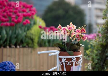 Phalaenopsis oder Mottenorchideen zwischen Reihen wunderschöner roter, rosa, gelber Tulpen auf der Hong Kong Flower Show im Tarma Park Stockfoto