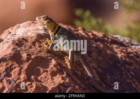 Crotaphytus collaris, eine unreife Eidechse der Eastern Collared Lizard, die sich auf einem Felsen in der Nähe von Moab, Utah, sonnt. Stockfoto