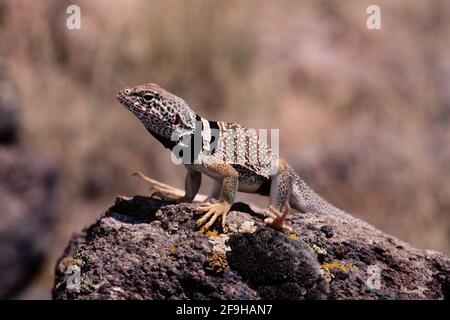 Eine männliche Great Basin Collared Lizard, Crotaphytus bicinctores, die sich sonnt, um ihre Körpertemperatur zu erhöhen. Mit der Temperaturoptimierung erhöht sich die Eidechse Stockfoto