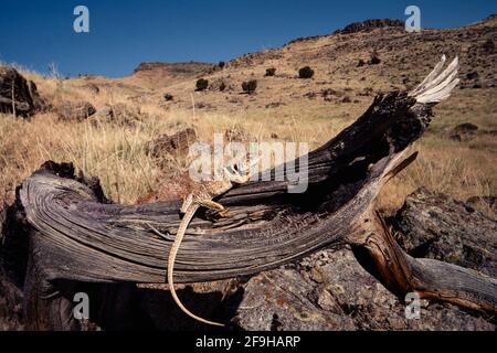 Eine weibliche Great Basin Collared Lizard, Crotaphytus bicinctores, die sich auf einem Baumstamm in Utah aufbällt. Stockfoto