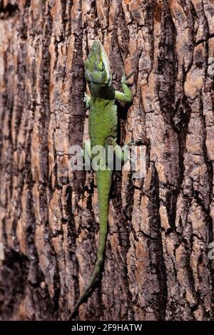 Eine grüne Anole, Anolis carolinensis, auf dem Stamm einer Palme auf der Insel Guam. Stockfoto