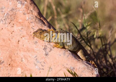 Eine weibliche Eastern Collared Lizard, Crotaphytus collaris, die sich auf einem Felsen in der Nähe von Moab, Utah, sonnt. Stockfoto