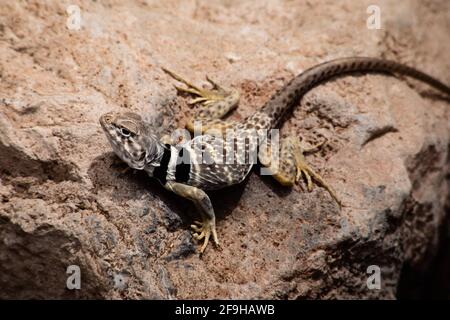 Eine weibliche Great Basin Collared Lizard, Crotaphytus bicinctores, in Utah. Stockfoto