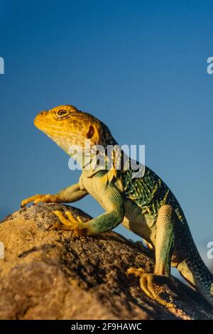 Ein Nahaufnahme-Porträt einer männlichen Gelbkopfechse, Crotaphytus collaris auriceps, bei Sonnenuntergang im Südosten Utahs. Stockfoto