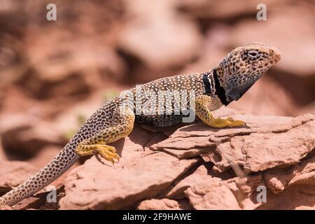 Ein männlicher Eidechse der Eastern Collared Lizard, Crotaphytus collaris, der sich in der Sonne sonnt, um seine Körpertemperatur zu erhöhen. Weil Eidechsen kaltblütig sind, reglementiern sie Stockfoto