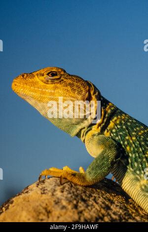 Ein Nahaufnahme-Porträt einer männlichen Gelbkopfechse, Crotaphytus collaris auriceps, bei Sonnenuntergang im Südosten Utahs. Stockfoto