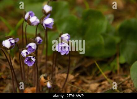 Leberblatt, Anemone hepatica frühlingshafte Waldblüten aus nächster Nähe. Stockfoto