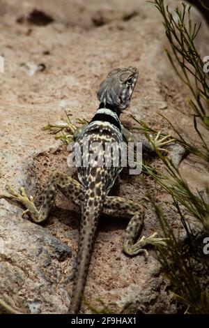 Eine weibliche Great Basin Collared Lizard, Crotaphytus bicinctores, in Utah. Stockfoto