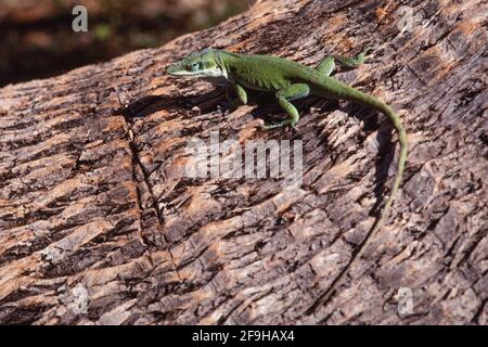 Eine grüne Anole, Anolis carolinensis, auf dem Stamm einer Palme auf der Insel Guam. Stockfoto