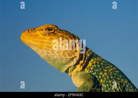 Ein Nahaufnahme-Porträt einer männlichen Gelbkopfechse, Crotaphytus collaris auriceps, bei Sonnenuntergang im Südosten Utahs. Stockfoto