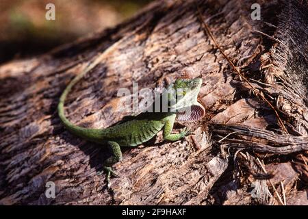 Eine grüne Anole, Anolis carolinensis, auf dem Stamm einer Palme auf der Insel Guam. Stockfoto