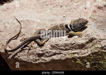 Eine männliche Great Basin Collared Lizard, Crotaphytus bicinctores, die sich sonnt, um ihre Körpertemperatur zu erhöhen. Wenn die Eidechse noch kühl ist, flacht sie ihren Körper ab Stockfoto