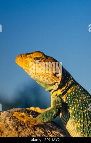 Ein Nahaufnahme-Porträt einer männlichen Gelbkopfechse, Crotaphytus collaris auriceps, bei Sonnenuntergang im Südosten Utahs. Stockfoto