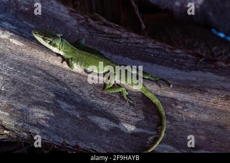 Eine grüne Anole, Anolis carolinensis, auf dem Stamm einer Palme auf der Insel Guam. Stockfoto