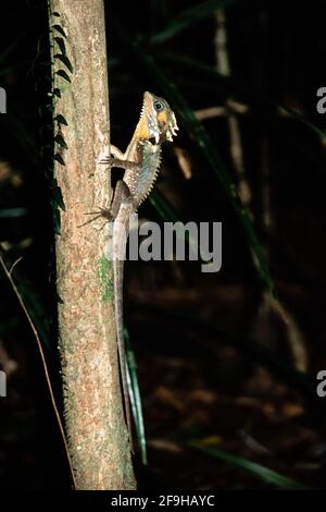 Boyds Walddrache, Lophosaurus boydii, wird in den tropischen Regenwäldern von Queensland, Australien, gefunden. Stockfoto