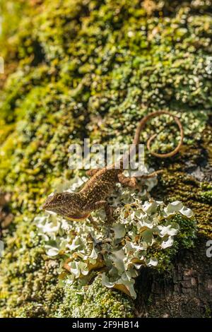 Die braune Anole, Anolis sagrei, auch bekannt als die Bahaman Anole auf Kauai, Hawaii. Es stammt aus Kuba und den Bahamas, wurde aber weit verbreitet Stockfoto