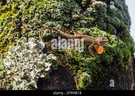 Ein männlicher brauner Anole, Anolis sagrei, auch bekannt als Bahaman Anole, dehnte seine Wamme in einer territorialen Ausstellung auf Kauai, Hawaii aus. Sie ist in C nativ Stockfoto