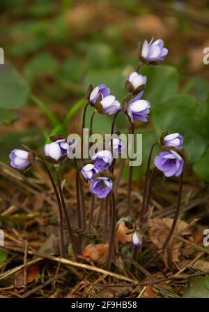 Leberblatt, Anemone hepatica frühlingshafte Waldblüten aus nächster Nähe. Stockfoto