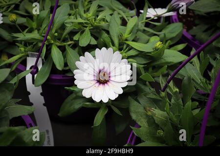 Eine einzelne weiße und violette afrikanische Gänseblümchen, die in einem Topf blüht. Stockfoto