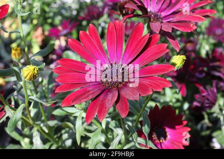 Im Frühjahr wachsen leuchtend fuchsienfarbene afrikanische Gänseblümchen. Stockfoto