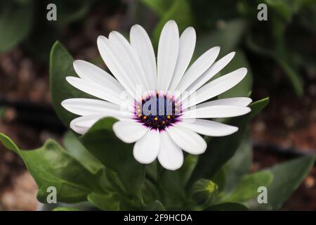 Hintergrund einer violetten und weißen afrikanischen Gänseblümchen Stockfoto