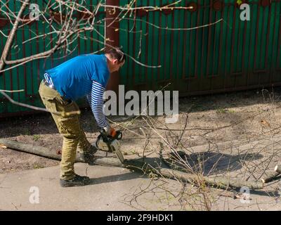 Moskau. Russland. 17. April 2021. Ein Mann sägt einen dicken Ast eines Baumes mit einer Kettensäge. Verjüngung der Bäume. Sonniger Frühlingstag. Stockfoto