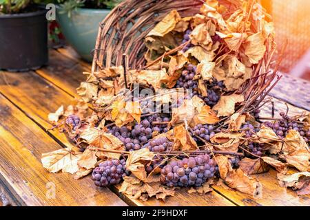 Trauben von roten Weinreben mit trockenen Blättern liegen darin Handgefertigter Korbkorb Stockfoto