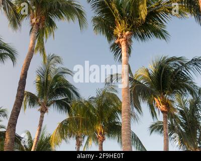Palmen Stockfoto