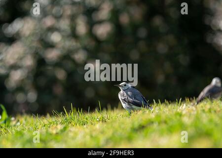 Ein kleiner Vogel, weiße Bachstelze (Motacilla alba), auf einem grünen Rasen. Weiße Bachstelze, kleiner Vogel Stockfoto