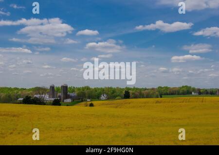 Rapsfelder in Blüte mit Bauernhäusern, Haus, Silos im Hintergrund - Blüten sind gelb - Columbia, VA Stockfoto