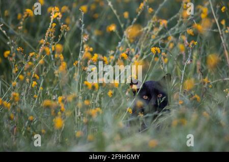 Eine wilde schwarze Katze, die sich in Kalifornien in Wildblumen versteckt. Outdoor-Katzen sind eine der Hauptursachen für den Rückgang der Vögel weltweit. Stockfoto