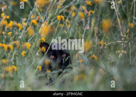 Eine wilde schwarze Katze, die sich in Kalifornien in Wildblumen versteckt. Outdoor-Katzen sind eine der Hauptursachen für den Rückgang der Vögel weltweit. Stockfoto