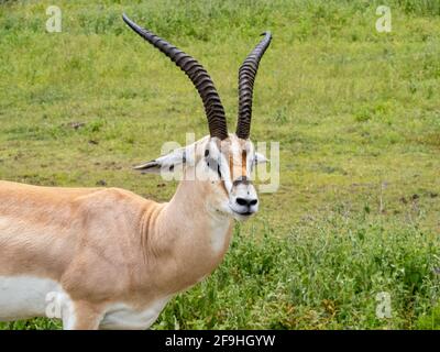 Ngorongoro Krater, Tansania, Afrika - 1. März 2020: Grant's Gazelle ruht auf der Savanne Stockfoto