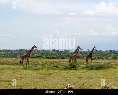 Serengeti-Nationalpark, Tansania, Afrika - 1. März 2020: Giraffen, die durch die Savanne wandern Stockfoto