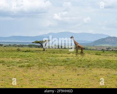 Serengeti-Nationalpark, Tansania, Afrika - 1. März 2020: Giraffen, die durch die Savanne wandern Stockfoto