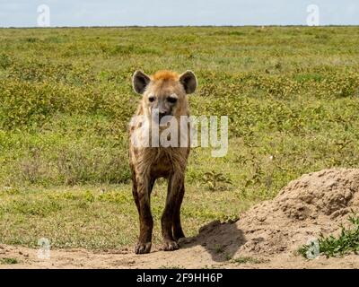 Serengeti-Nationalpark, Tansania, Afrika - 1. März 2020: Hyäne, die in der Savanne herumstreifen Stockfoto