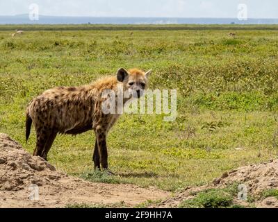 Serengeti-Nationalpark, Tansania, Afrika - 1. März 2020: Hyäne, die in der Savanne herumstreifen Stockfoto