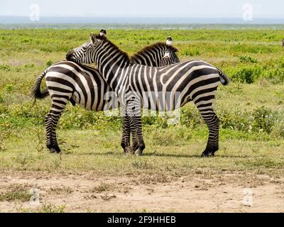 Serengeti-Nationalpark, Tansania, Afrika - 1. März 2020: Zebras paarweise am Straßenrand Stockfoto